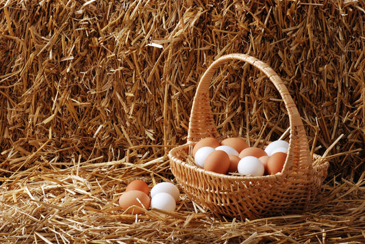 Egg Laying Troubles in Winter? Here’s How to Encourage Your Hens to Lay - casadechicka