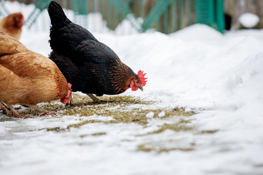 Essential Supplies for First-Time Winter Chicken Keepers - casadechicka