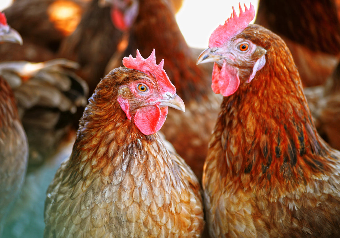 Feathered Dynamics: Exploring the Social Skills of Chickens - casadechicka