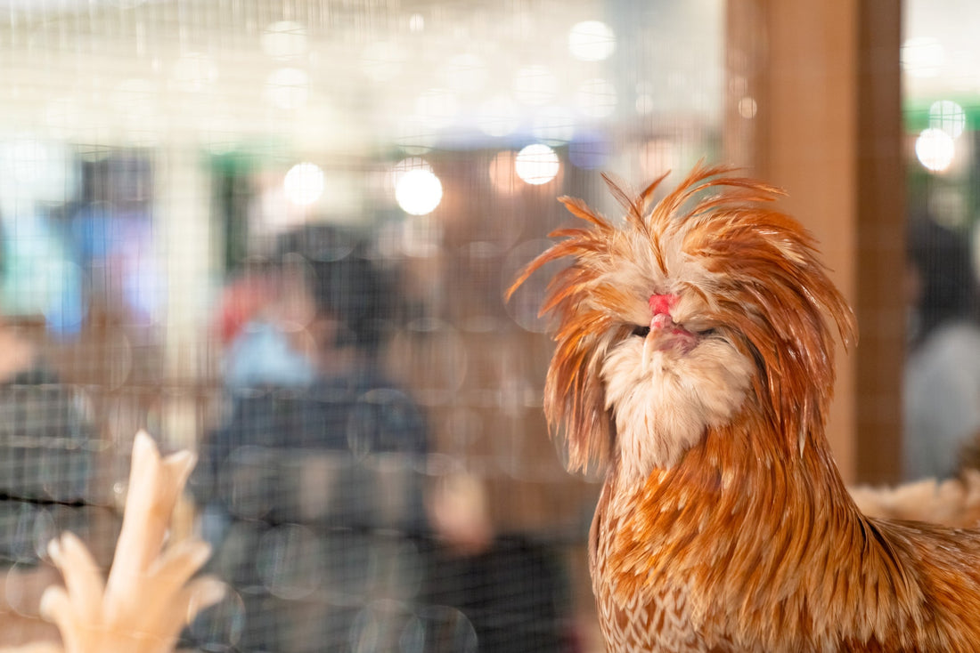 Feathered Fashionistas: A Showcase of Unique and Colorful Chicken Breeds - casadechicka