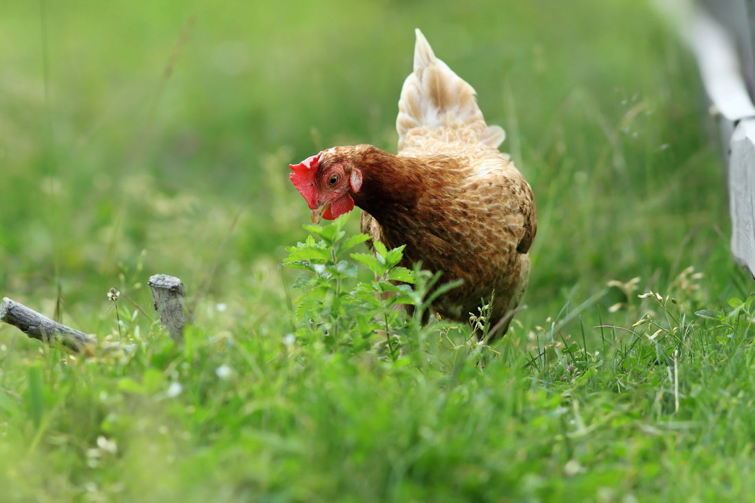 Feathered Foragers: Unraveling the Intelligence Behind Chickens' Food Quests - casadechicka