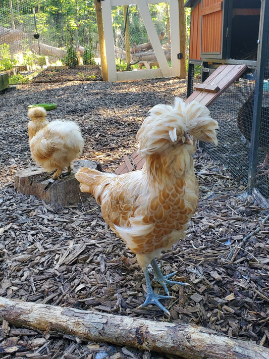 Feathered Friends: A Tale of Bantam vs Standard Chickens - casadechicka