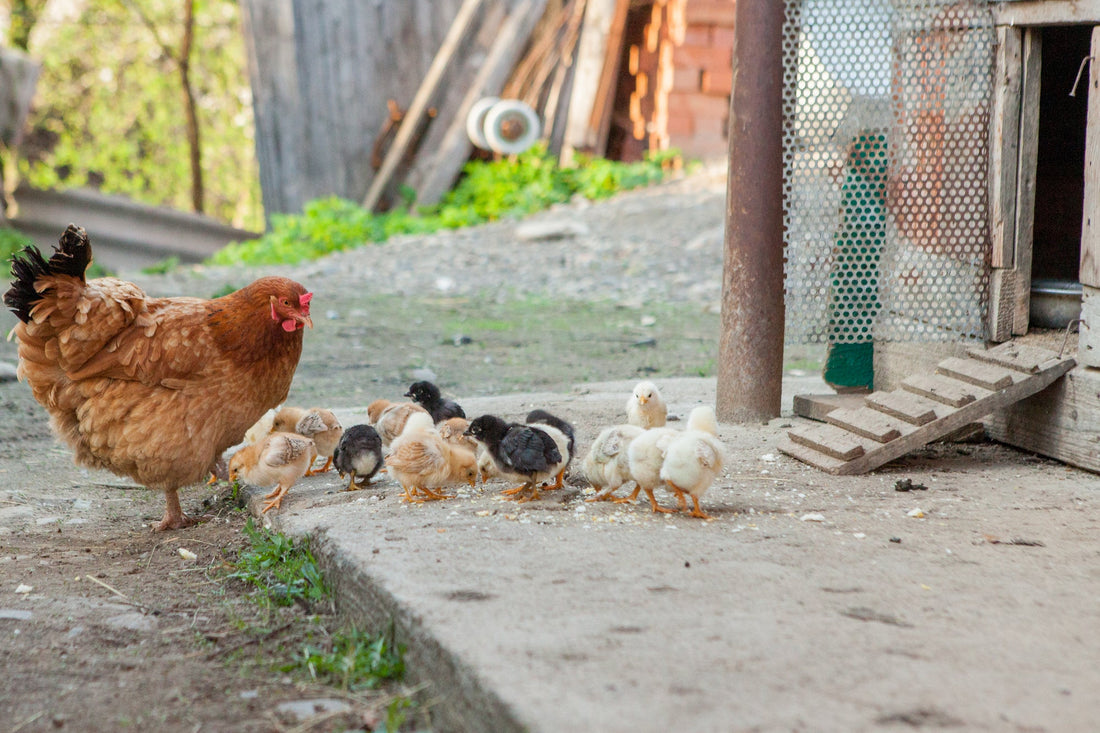 Feathered Friends: The Joy of Chicken Companionship - casadechicka