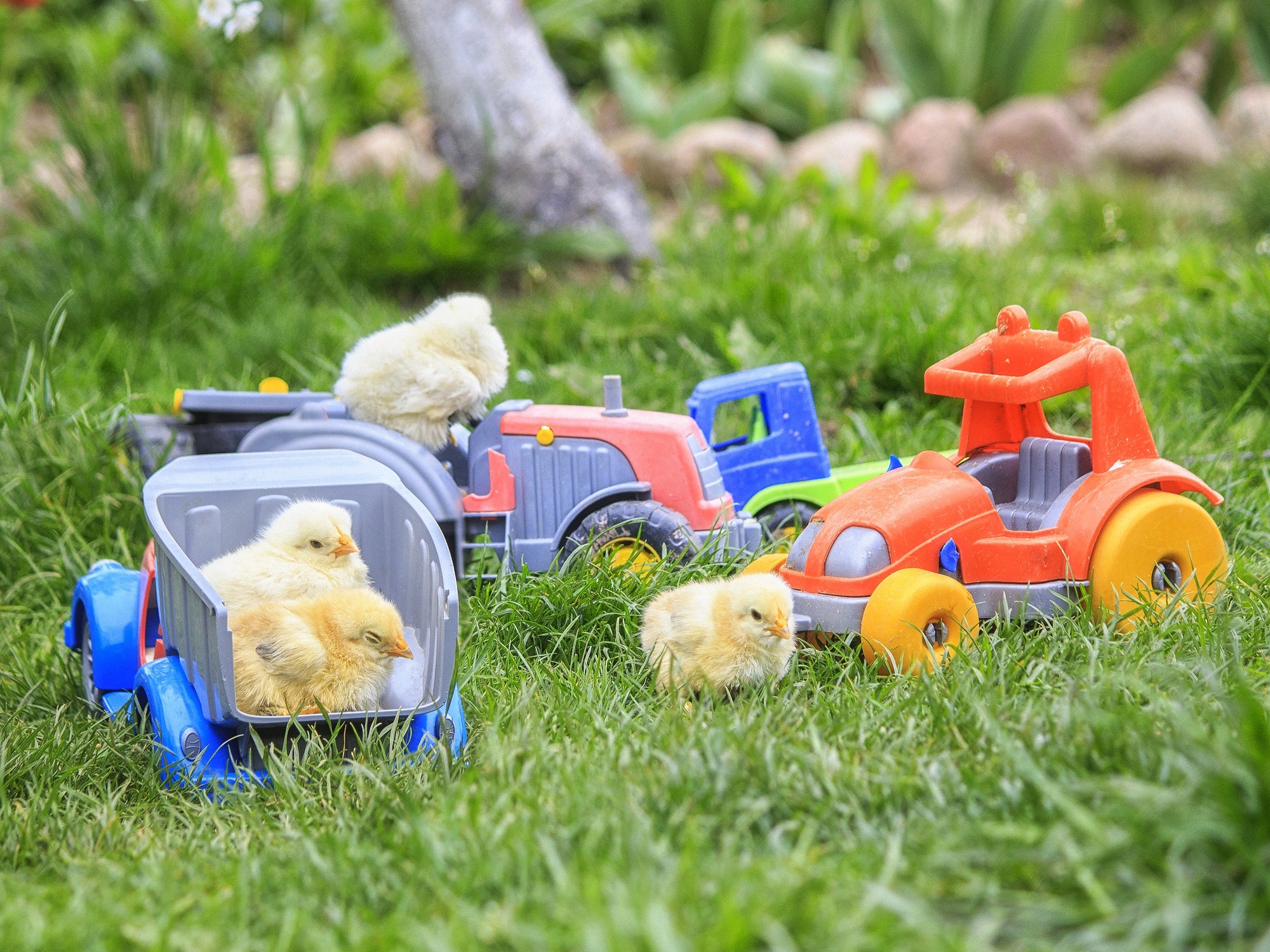 Chicken Playing Fun feathered-fun-engaging-enrichment-activities-and-toys-for-your-backyard ...