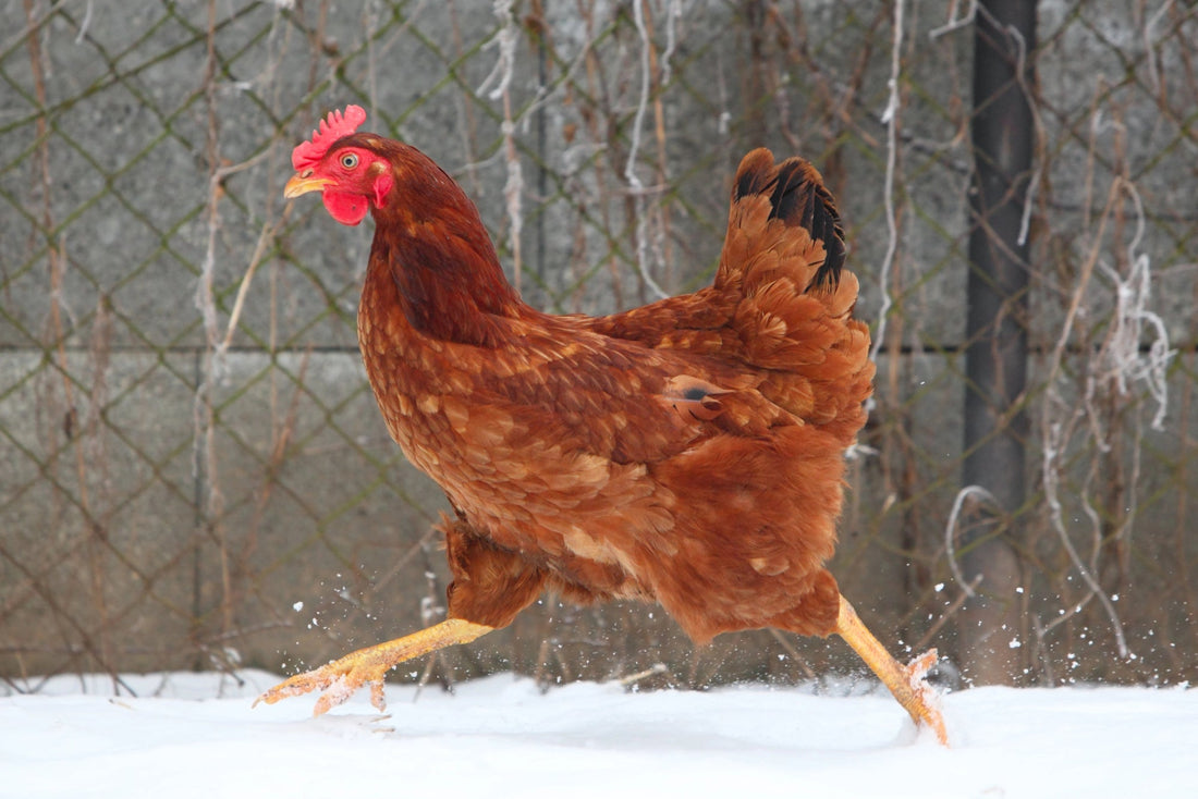 Feathered Geniuses: Unraveling the Art of Training Chickens for Astounding Tricks - casadechicka