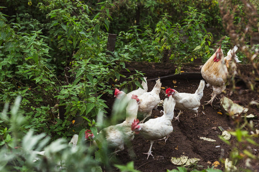 Feathered Guardians: How Chickens Revolutionize Organic Gardening and Pest Control - casadechicka