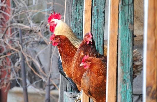 Feathered Resilience: First Aid for Chickens in Emergencies - casadechicka