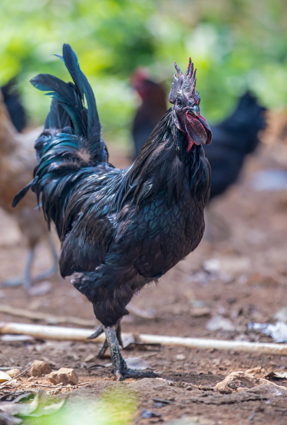 Feathers, Flair, and Fabulousness: A Tour of Fancy Chicken Breeds - casadechicka