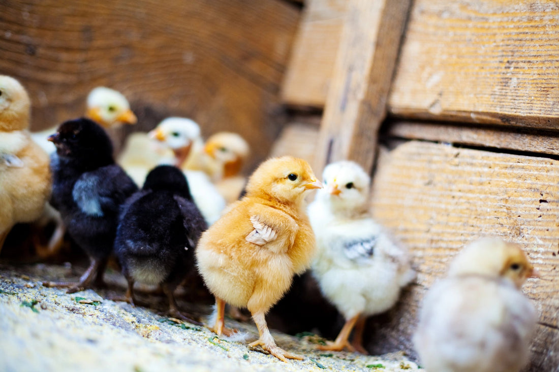 Feathers of Serenity: The Unseen Benefits of Backyard Chickens on Mental Health - casadechicka