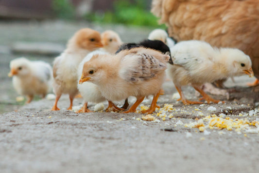 Feed & Nutrition: Choosing the Right Starter Feed for Chicks - casadechicka