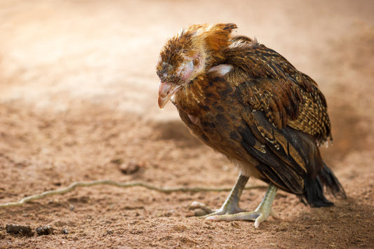 Feeling Peckish? 10 Signs Your Chicken Might Be Feeling Fowl - casadechicka