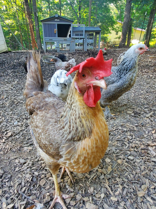 Flock Doctor: Chicken Health 101 - A Comprehensive Guide to Ailments, Prevention, and Treatment Strategies for Your Feathered Friends - casadechicka