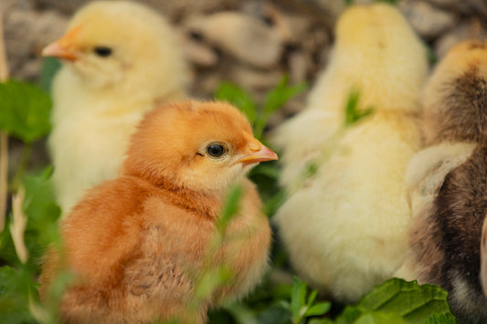 Fluff and Feathers: A Comprehensive Guide to Chick Development from Hatch to Coop - casadechicka