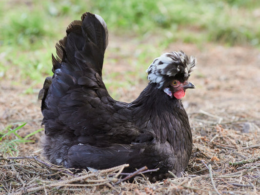 Fluffy Heads and Feathered Feet: A Deep Dive into Chicken Breeds with Unique Plumage - casadechicka