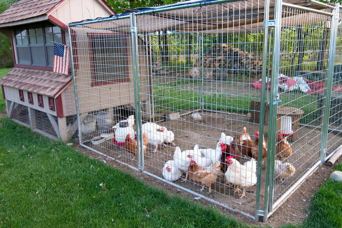 Fortify and Defend: Essential Strategies to Protect Your Chickens from Predators - casadechicka