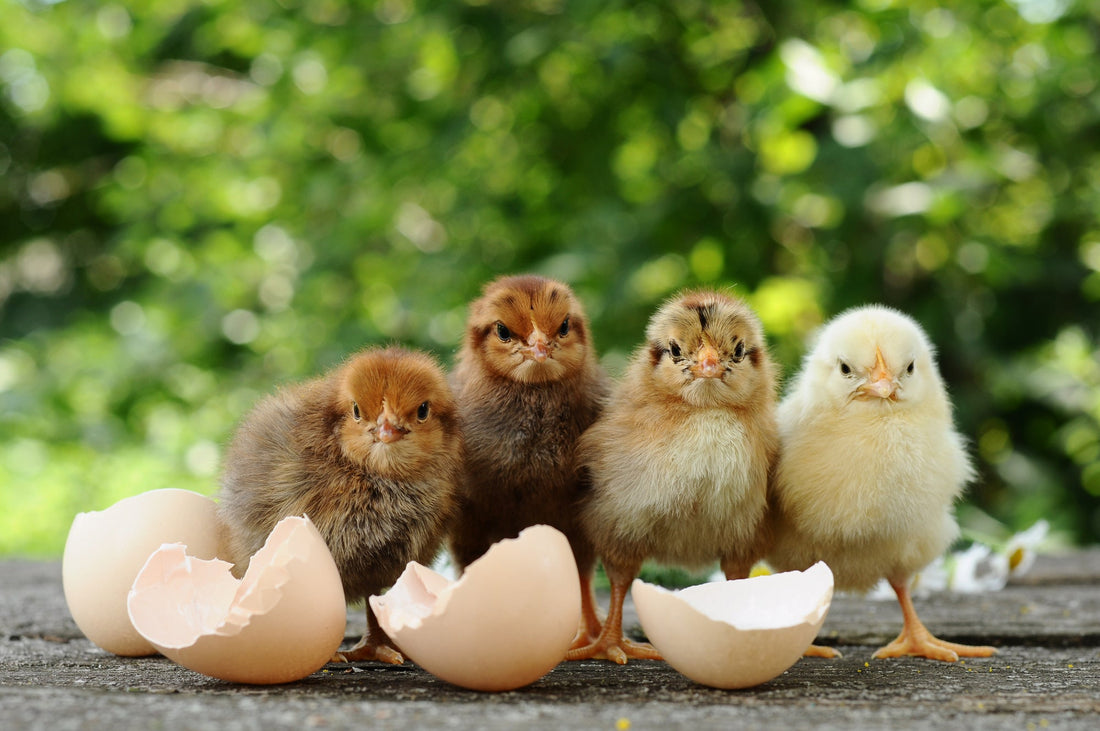 From Chicks to Chickens: A Comprehensive Guide to Raising Baby Chicks - casadechicka