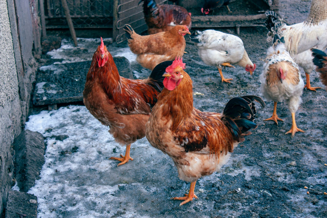 Frostbite and Chickens: How to Spot and Thwart Jack Frost’s Fowl Play! - casadechicka