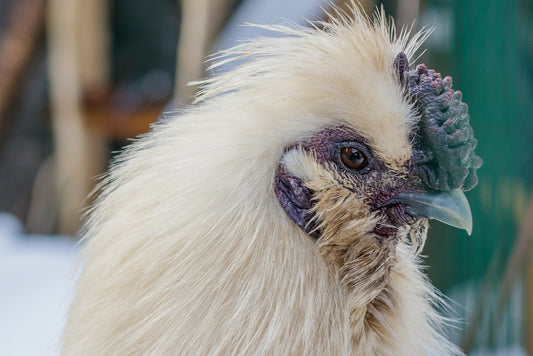 Frosty Feathers: Exploring Cold-Hardy Chicken Breeds for Chilly Climates - casadechicka