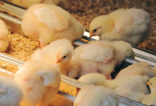 Getting Your First Chicks? 10 Mistakes Every New Chicken Owner Should Avoid - casadechicka