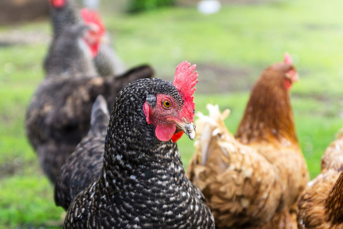 Golden Girls: The Joys of Keeping Senior Chickens - casadechicka