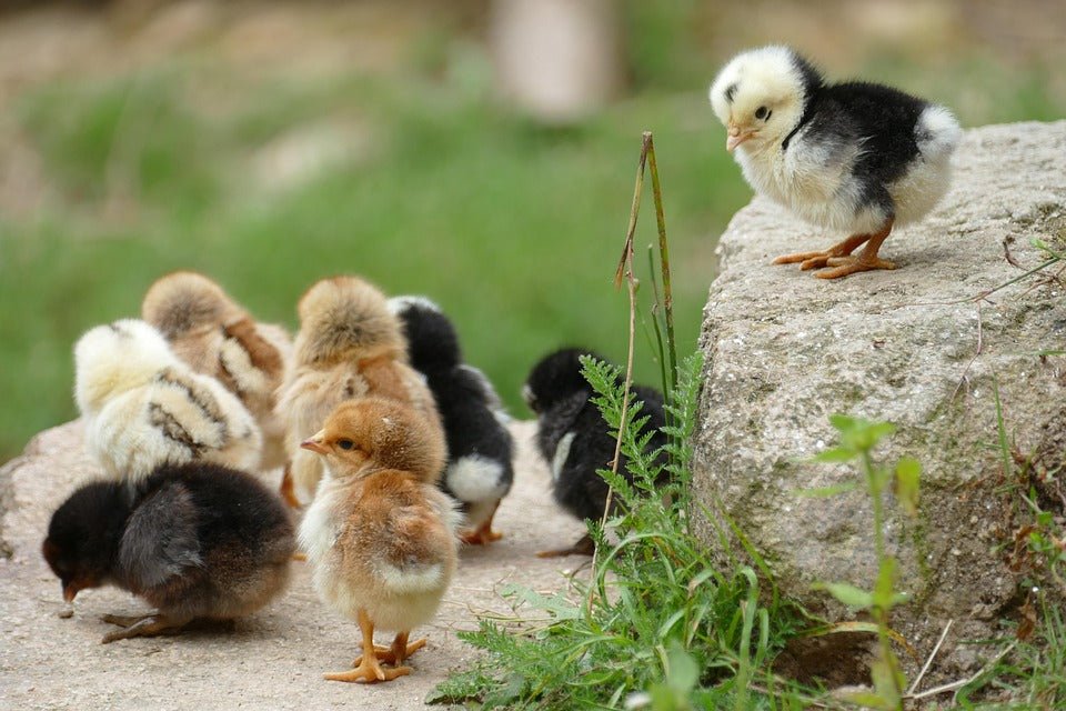 Handling the Pecking Order: Understanding and Managing Social Dynamics in Your Flock - casadechicka