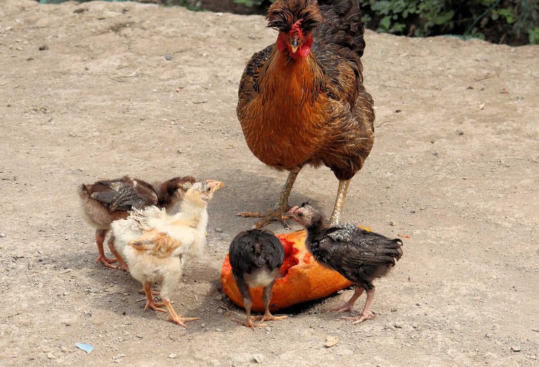 Healing the Hierarchy: Understanding and Addressing Injuries from Flock Aggression - casadechicka