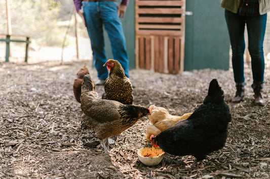 Here’s the Scoop on Chicken Feed: The Secret to Happy Hens and Fabulous Eggs! - casadechicka