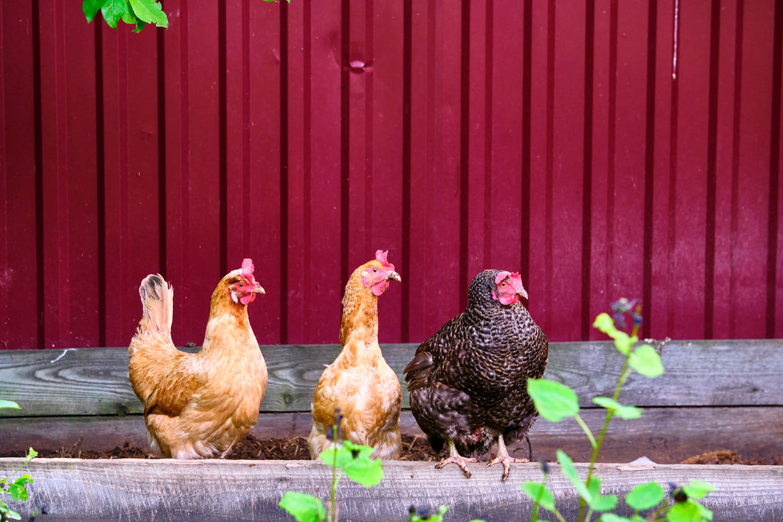 Honoring Wisdom and Experience: Navigating the Needs of Elder Chickens - casadechicka