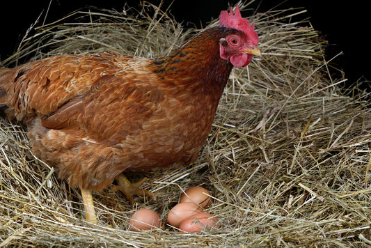 How Do Chickens Lay Eggs? - casadechicka