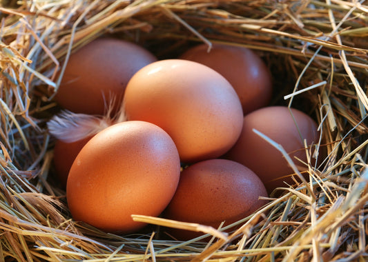 How Do Chickens Lay Their Eggs? - casadechicka