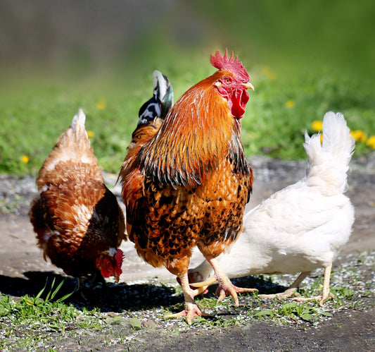 How to Identify a Rooster vs. Hen: A Guide to Telling the Difference - casadechicka