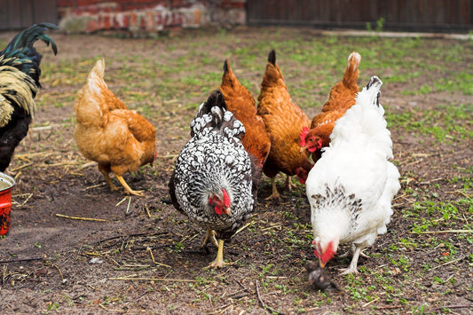 How to Integrate New Chickens into Your Current Flock Like a Boss (While Keeping Your Sanity) - casadechicka