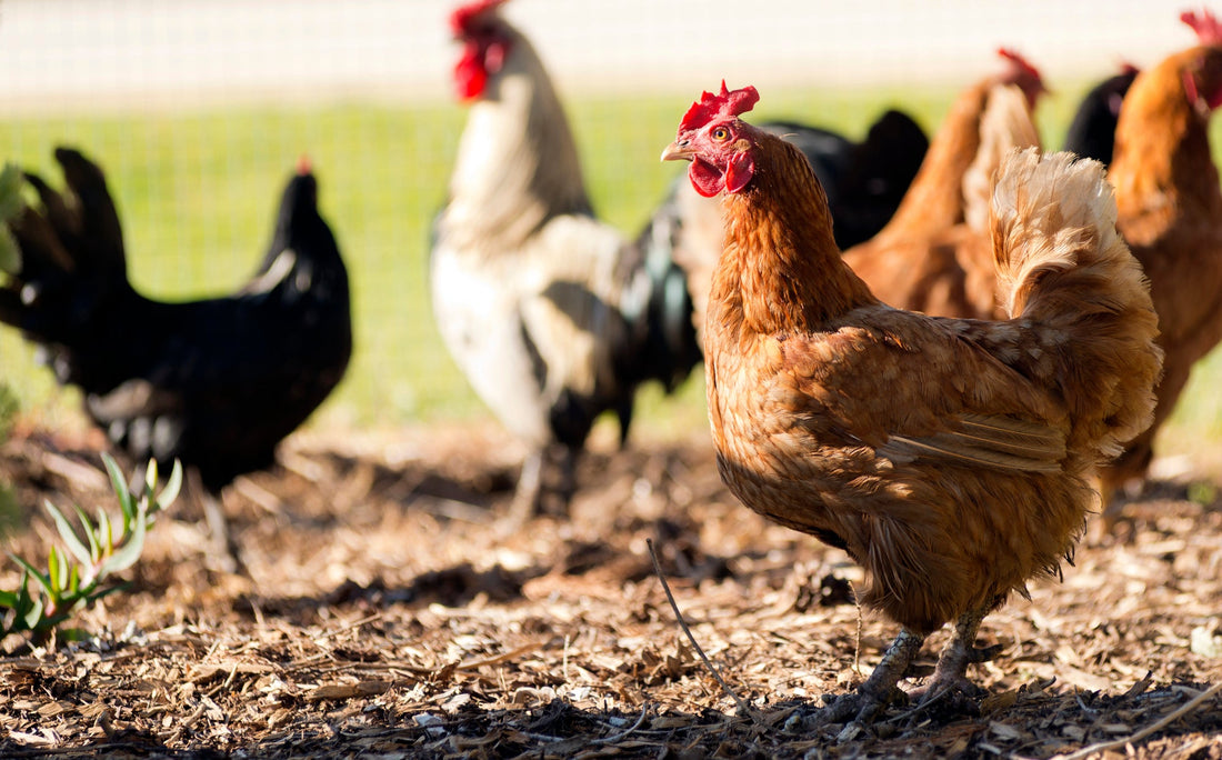 How to Perform Your Monthly Chicken Check: Ensuring Optimal Health for Your Flock - casadechicka