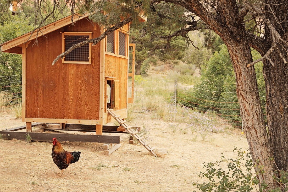 How to prepare your coop for winter - casadechicka