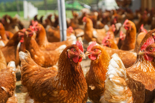 How to Protect Your Flock from Bird Flu: A Backyard Chicken Owner’s Guide to Biosecurity - casadechicka