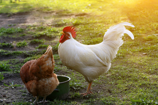 Keeping Cool Cluckers: A Guide to Managing Heat Stress in Chickens - casadechicka