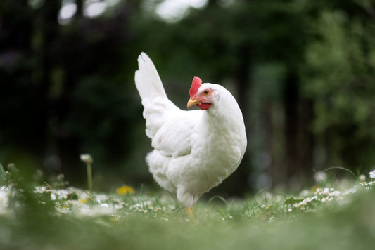 Leghorns: The Prolific Layers of the Chicken World - casadechicka