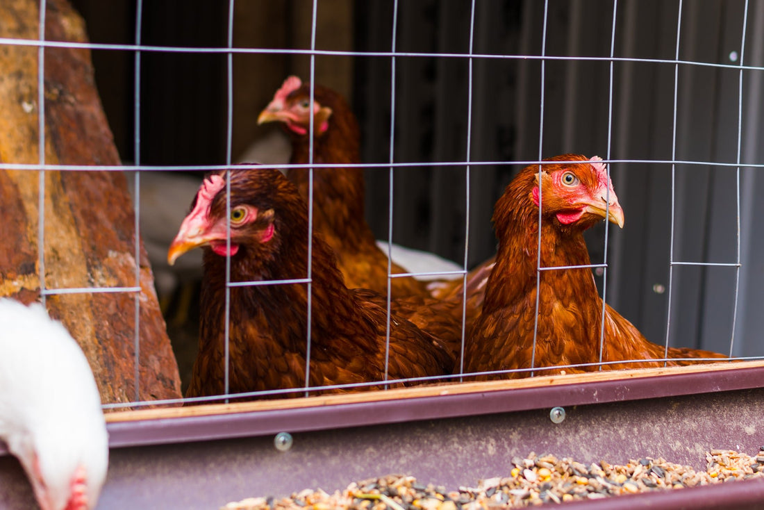 Managing Stress in Chickens During Long Journeys - casadechicka