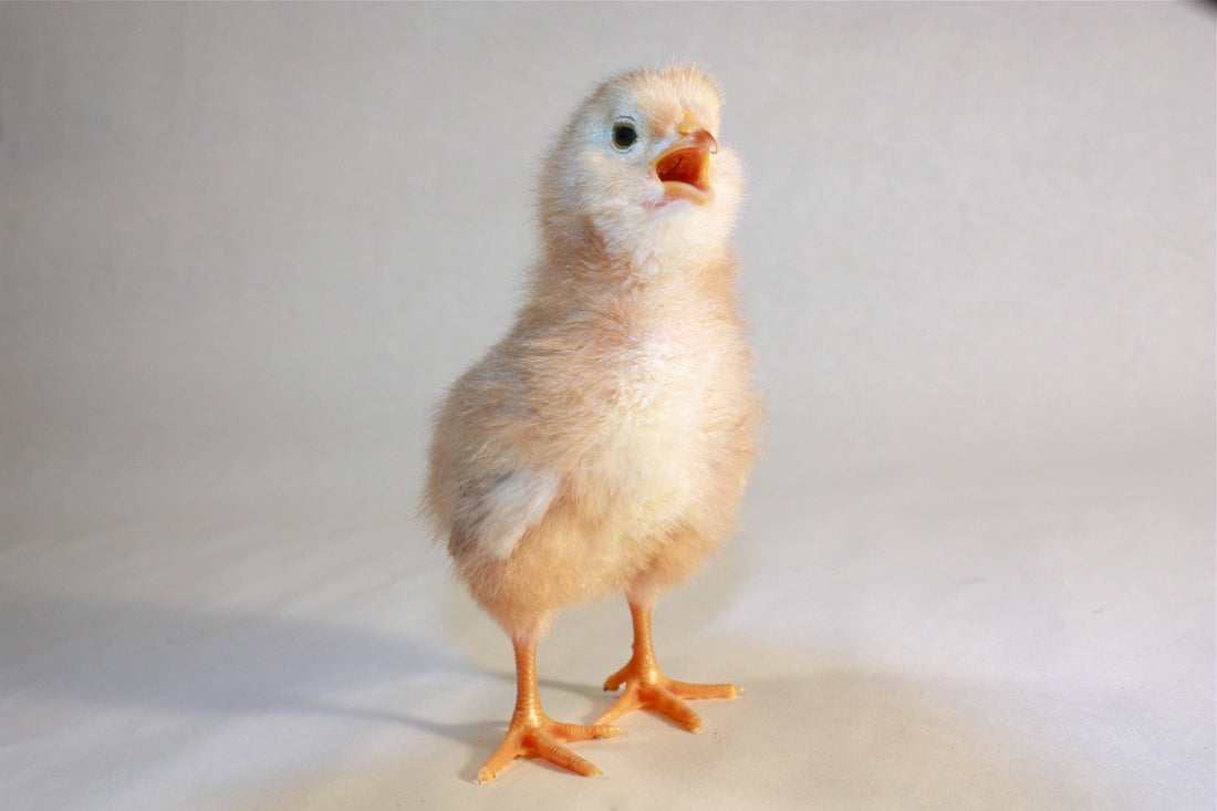 Mimicry in Chickens: The Feathered Impersonators of the Farmyard - casadechicka