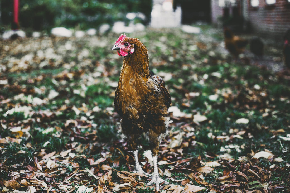 Molting and Winter: The Grand Feathered Ballet of Chickendom - casadechicka