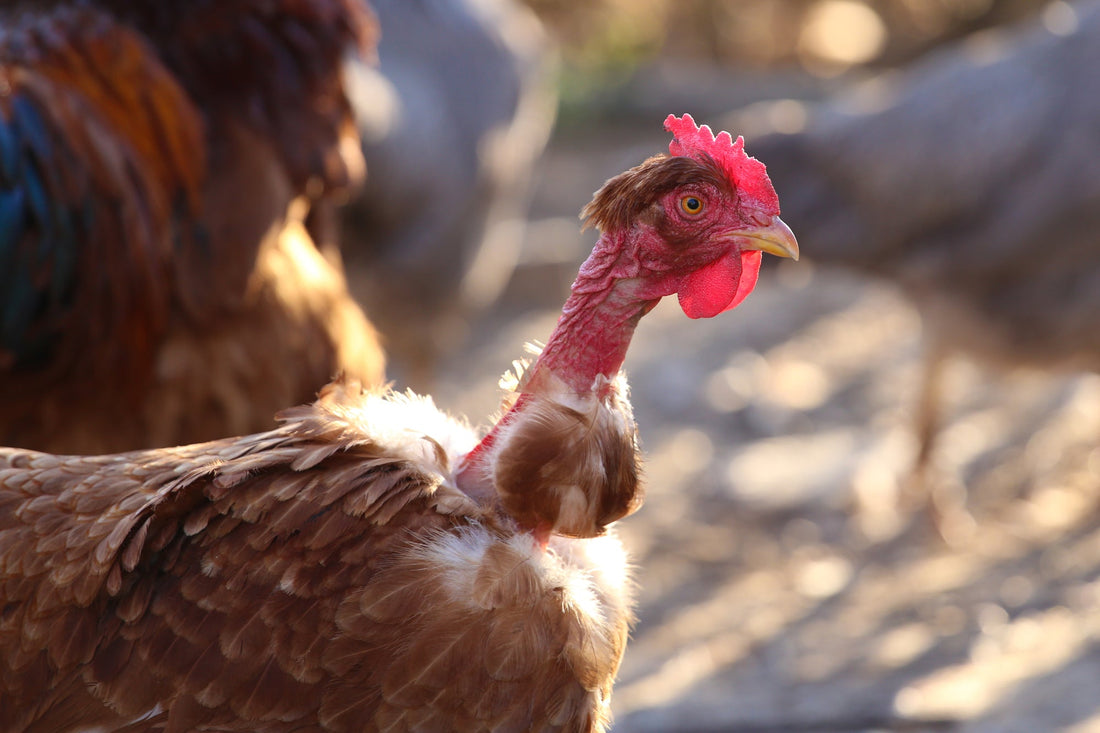 Molting Madness: How to Help Your Chickens Through the Great Feather Shuffle - casadechicka