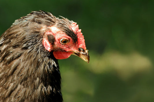 Molting Season: Understanding and Supporting Your Chickens Through Their Annual Feather Loss - casadechicka