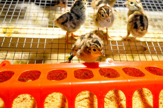 Nesting Know-How: Crafting the Perfect Brooder for Your Chicks - casadechicka