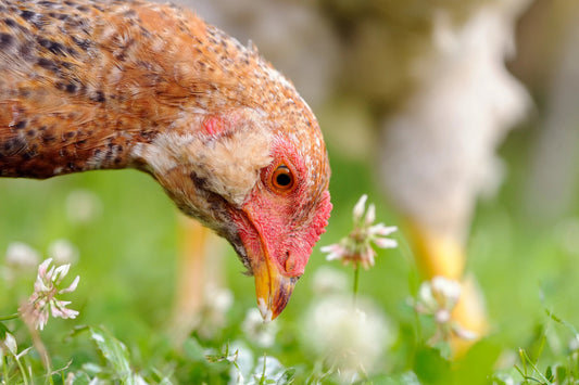 Pecking Order Palates: Exploring Chickens' Sense of Taste - casadechicka