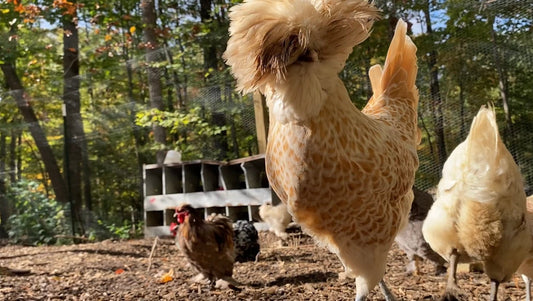 Polish Chickens: The Regal, Quirky, and Egg-ceptional Birds - casadechicka