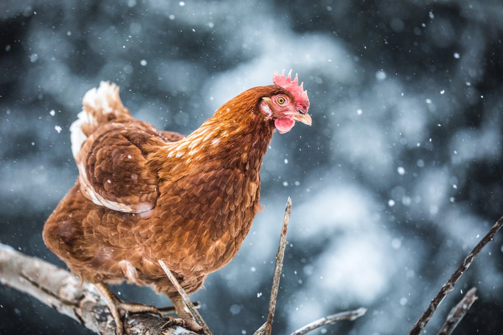 Preparing Chickens for the First Frost: What to Do Before Temperatures Drop - casadechicka