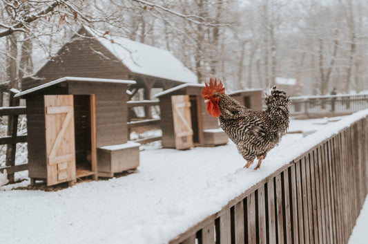 Preparing Your Chicken Coop for Fall: Essential Tips and Tricks - casadechicka