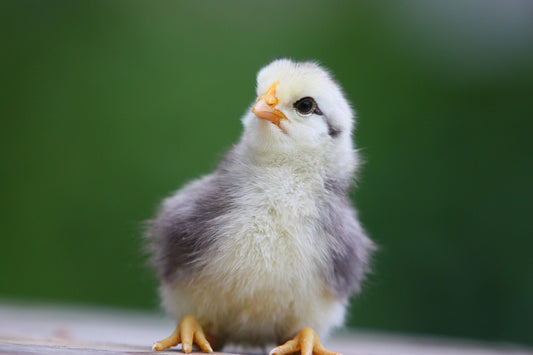 Problem-Solving Prowess: Chickens and Their Cognitive Skills - casadechicka