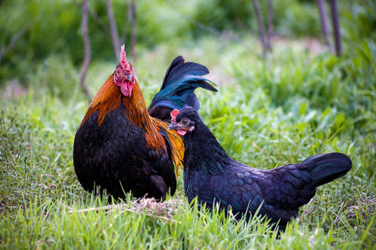 Pros and Cons to Starting a Backyard Flock - casadechicka