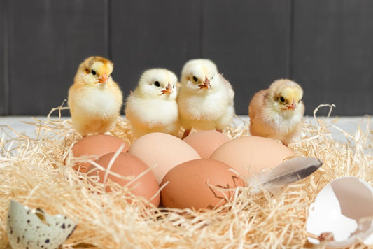 Raising Chicks in the Fall: Pros, Cons, and Best Practices - casadechicka